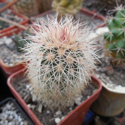 Echinocereus dasyacanthus AG 16 - Alamogordo,NM. - MG - (to - 12*C) - квіти варіюють за кольором, 12 см. діам., трапляються триколори