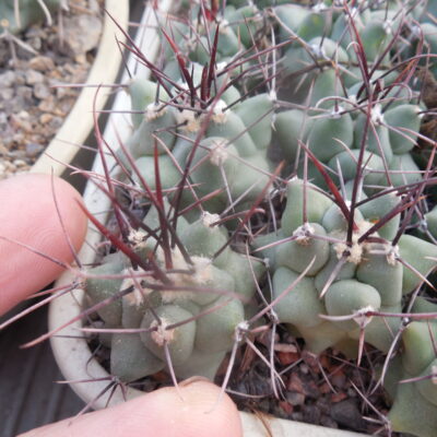 Thelocactus lophothele - v.rinconensis