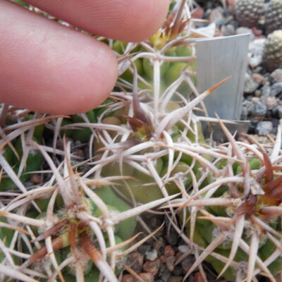 Gymnocalycium ferox - v.ferocior - радянська селекція х ferocior STO 866