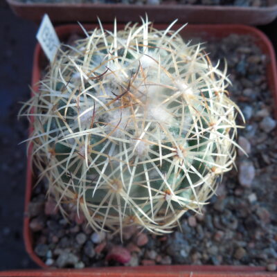 Coryphantha greenwoodii HO 5 - Puerto del Aine, Pue. - MG -