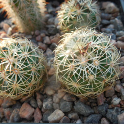 Coryphantha radians  Bas 58 Toliman
