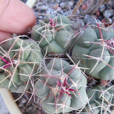 Thelocactus hexaedrophorus