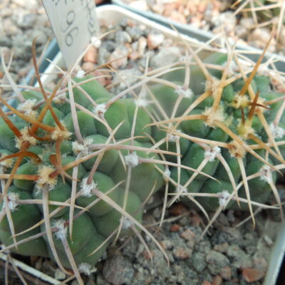 Gymnocalycium vatteri LF 96