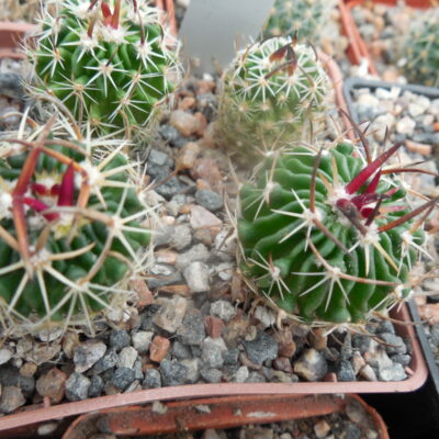Echinofossulocactus  spec. Nagl 85.015 - Tierra Blanca