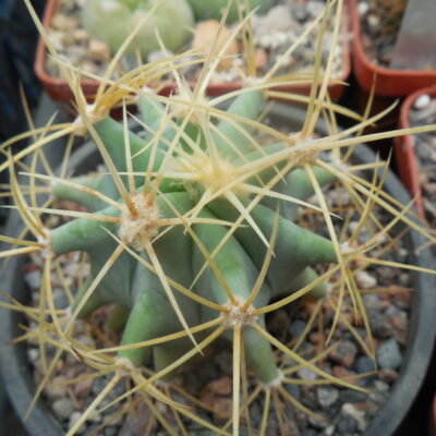 Ferocactus glaucescens - PP -