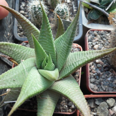 Haworthia limifolia - Golela