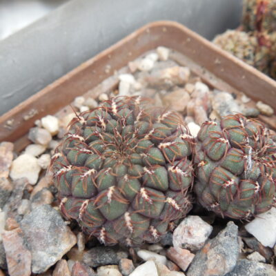 Sulcorebutia pulchra HS 78