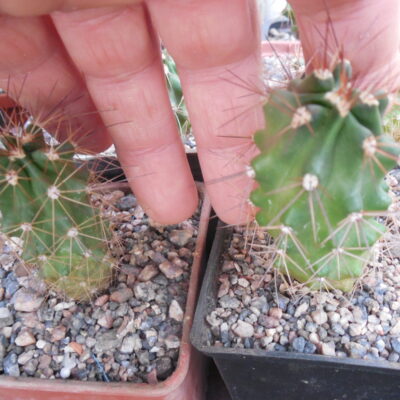 Echinocereus coccineus - v.gurneyi - SB 351 - (18) Lincoln Co. NM. (to-23*) - MG -
