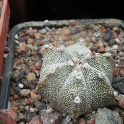 Astrophytum co x as - селекція -