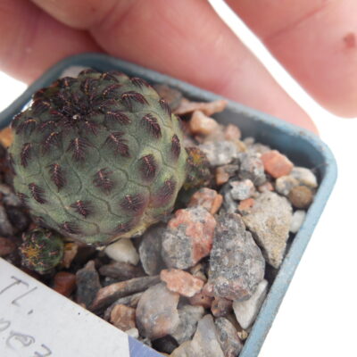 Sulcorebutia rauschii РІ 121 - TL. Zupanez, Cerro Ayrampo 2700 m.
