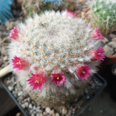 Mammillaria dixantocentron FO-230 - MG  -