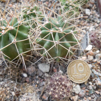 Echinocereus triglochidiatus - El Paso Co. Colorado - far nortn habitat - (to -25 + *C) MG