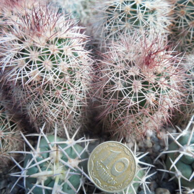 Echinocereus dasyacanthus SB 353 - Jarilla, Mts.NM. - -23 st.C beloruzove trhy mnohobarevne kvety - Pavlicek