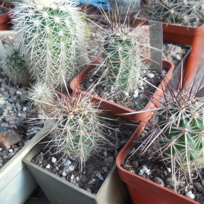 Echinocereus engelmanii - v.chrysocentrus - Indian Springs, NV. super spines - MG -