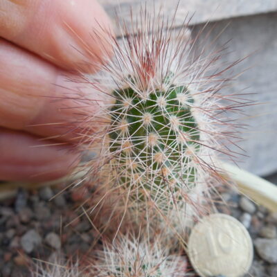Echinocereus chisoensis - v. fobeanus  - MG -