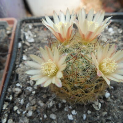 Mammillaria nana
