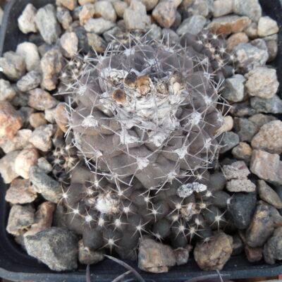 Copiapoa feminispina
