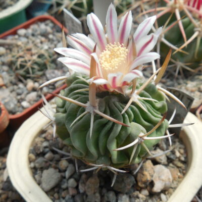 Echinofossulocactus sp. CSD 310 (pentacantus - v.tulensis)