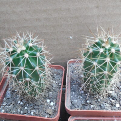 Echinocereus  coccineus SB 747 - (18) - Manzano Mts. NM. (to-23*C)