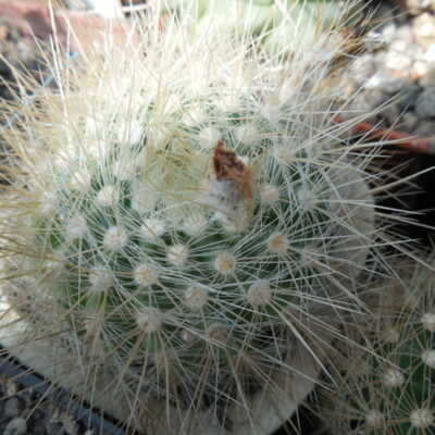 Parodia penicillata - v. nivosa