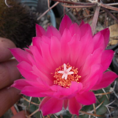 Coryphantha elephantidens