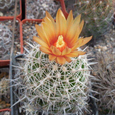 Coryphantha connivens