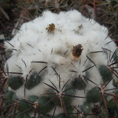 Coryphantha greenwoodii