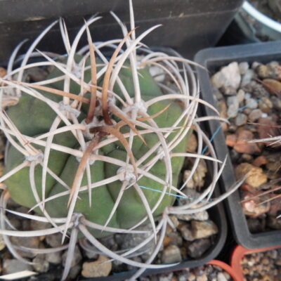 Gymnocalycium mazanense - v.polycephalum P223 - Piltz -
