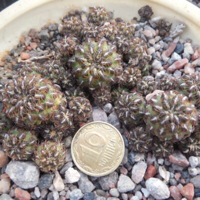 Sulcorebutia steinbachii  JD138