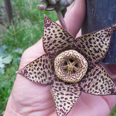 Stapelia variegata - пагони -