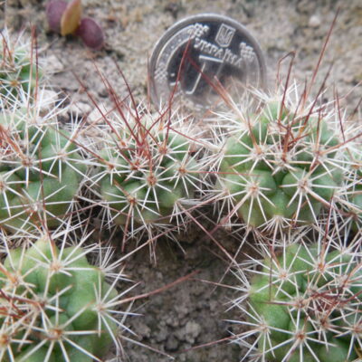 Mammillaria tayloriorum - Isla san Pedro, Nolasco