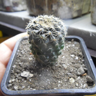 Copiapoa humilis FR 464 - Paposo, Chile - Kohres -