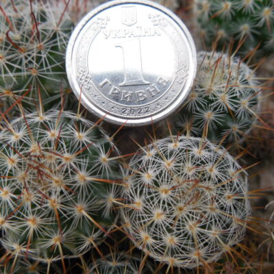 Mammillaria aff. seideliana P 457
