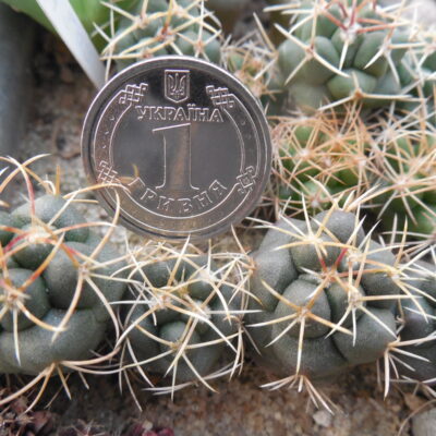 Thelocactus hexaedrophorus - ssp.jarmillae PM 76 A - Kupcak -