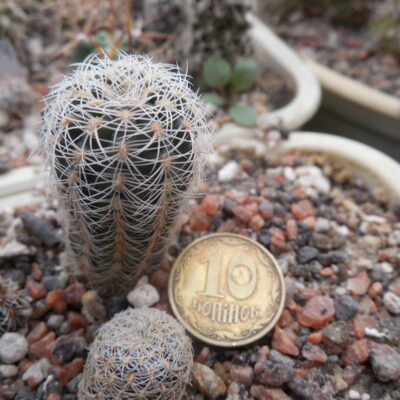 Gymnocalucium bruchii - v.renatae GN 236