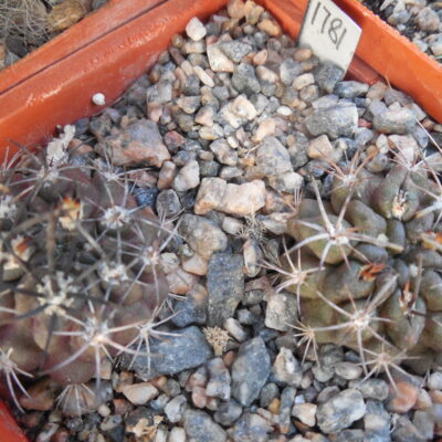 Horridocactus nigricans