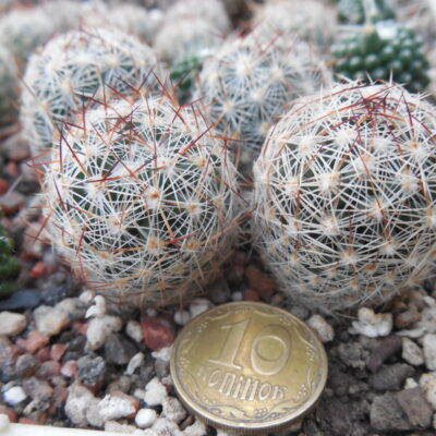 Escobaria vivipara  VZD462 - Rocky Island, Dauglas,  Washington Co. Utah. - Stanik -