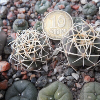 Thelocactus hexaedrophorus - v.jarmillae PM 12/26 - San Bartolo, SLP - Kupcak -