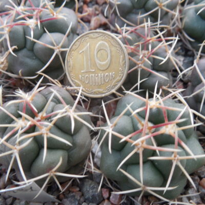 Thelocactus hexaedrophorus - v.jarmillae MK 95.322 - s of las Tablas, SLP - Kupcak -