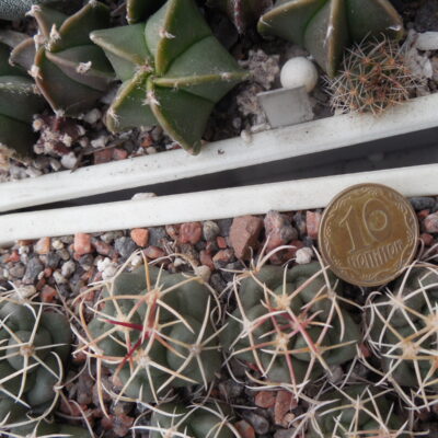 Thelocactus hexaedrophorus - f. Lampacitos - Pavlicek -