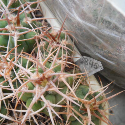Gymnocalycium ferox - v.ferocior - радянська селекція х ferocior STO 866