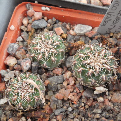 Sulcorebutia canigueralii - v.applanata  WK 217 A - Rio Chico Valley