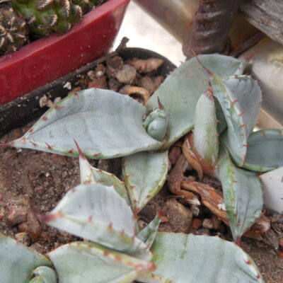 Agave flexispina Parral, Chihuahua