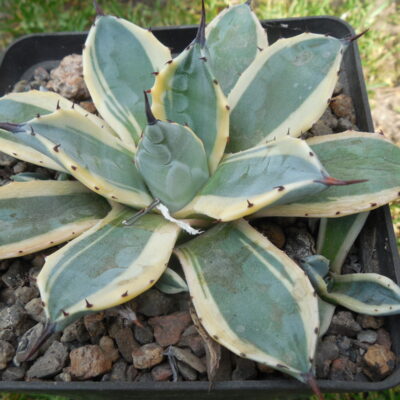 Agave patonii - f.variegata - дітки