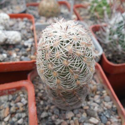 Echinocereus adustus - Chihuahua - GK -