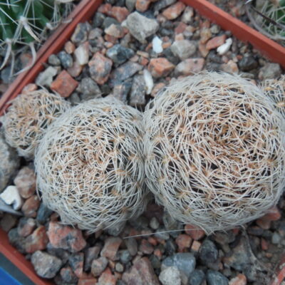 Sulcorebutia albissima HS 106 w. off Aiquile, Cochabamba