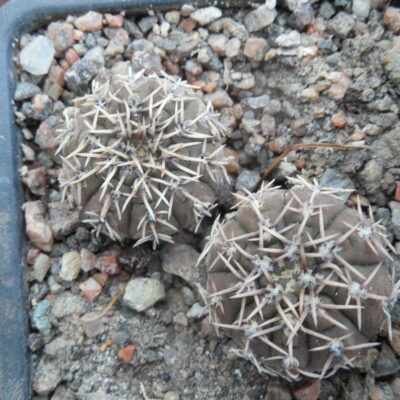 Gymnocalycium platygonum LB 1161