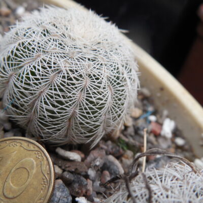 Echinocereus reichenbachii SB 387 - Kimble Co. Tx. /18/ to - 23*C - hearly flat. - MG -