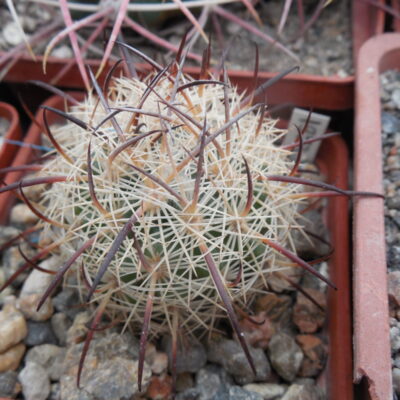 Echinomastus unguispinus  GL 607 - s Jimenez, Chih. MG -  not grafted -