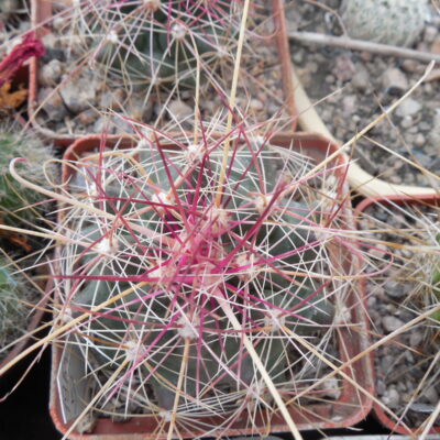 Ferocactus hamatacanthus  JRT 4401 - Glass Mts. Tx. MG